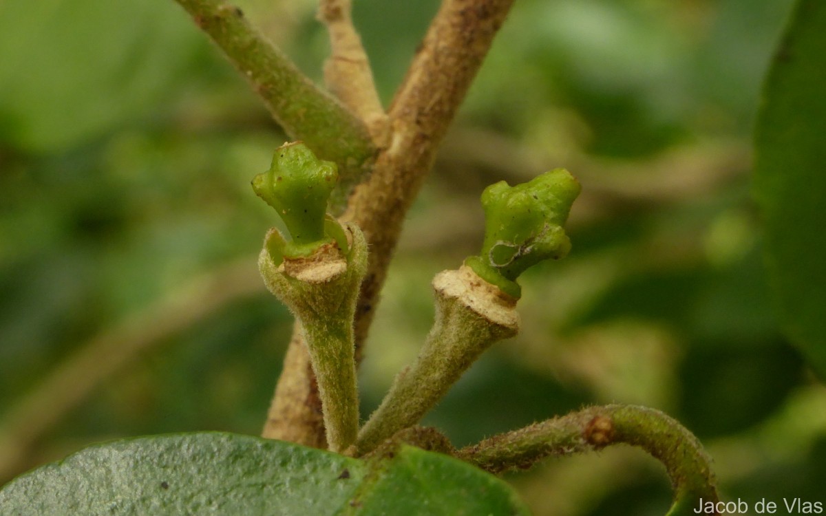 Murraya glenieii Thwaites ex Oliv.